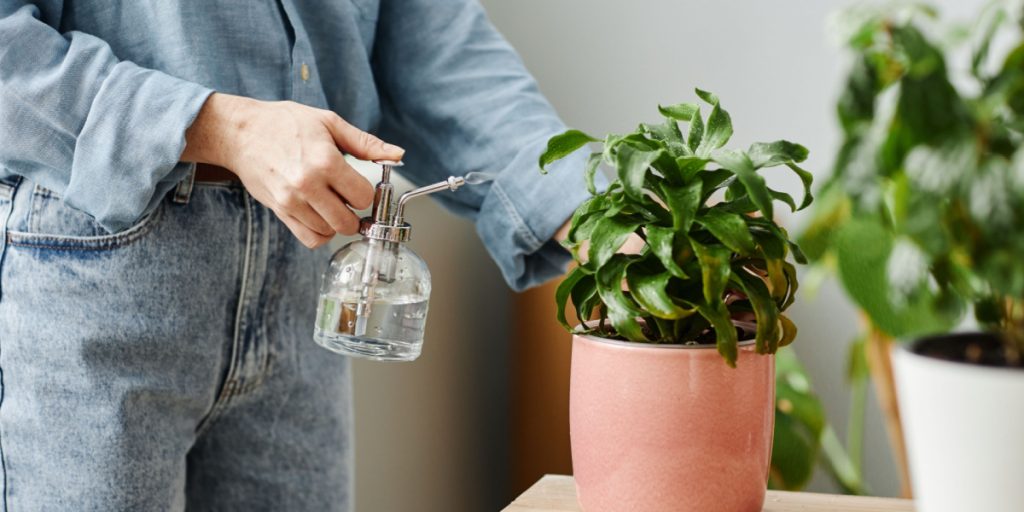 Struggling to Water Plants Correctly? Try This Ice Cube Hack