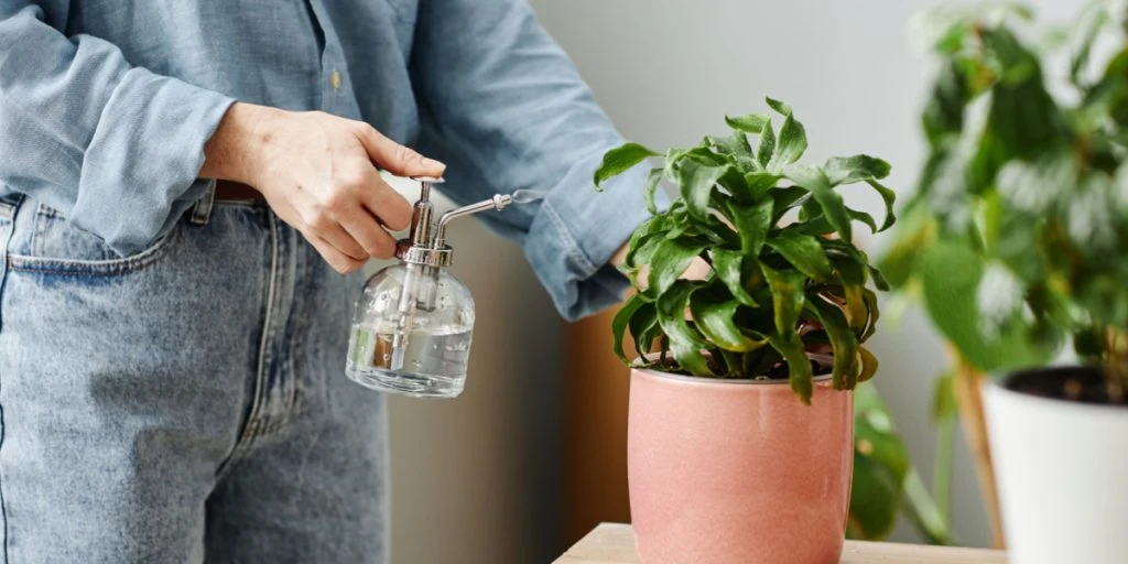 Struggling to Water Plants Correctly? Try This Ice Cube Hack
