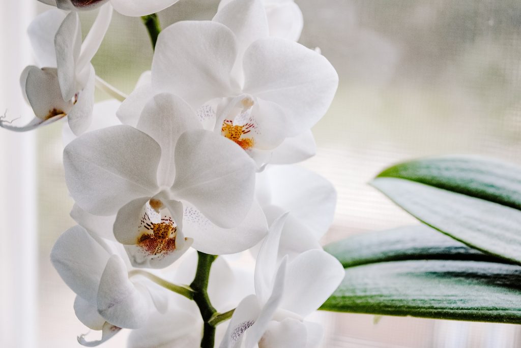 Top 4 Houseplants That Thrive During Winter