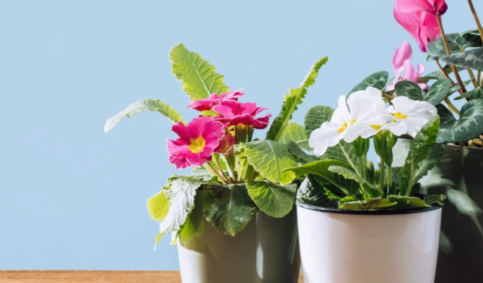Boost Your Potted Plants with a Simple Kitchen Ingredient: Potato Starch