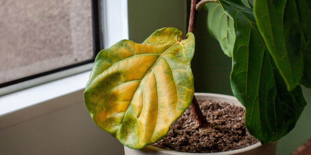 Why Are Your Plant Leaves Turning Yellow? Here’s How to Fix It