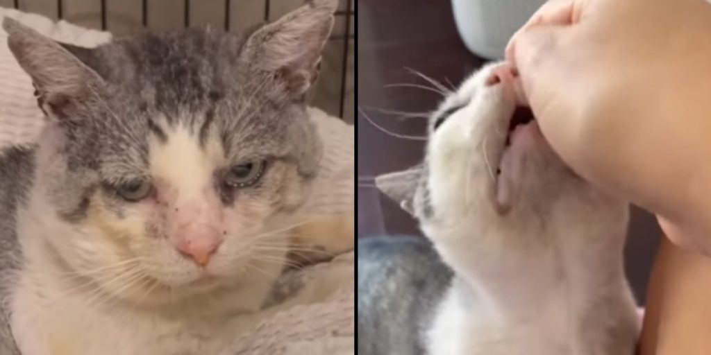 The cat Potato nearly euthanized: One woman refused to give up on him