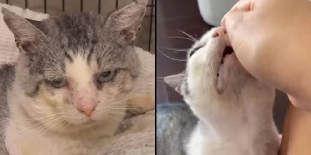 The cat Potato nearly euthanized: One woman refused to give up on him