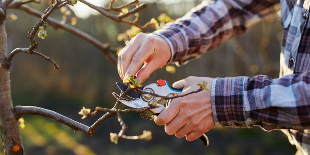“Last Chance” to Prune These Flowers for a Blooming Result