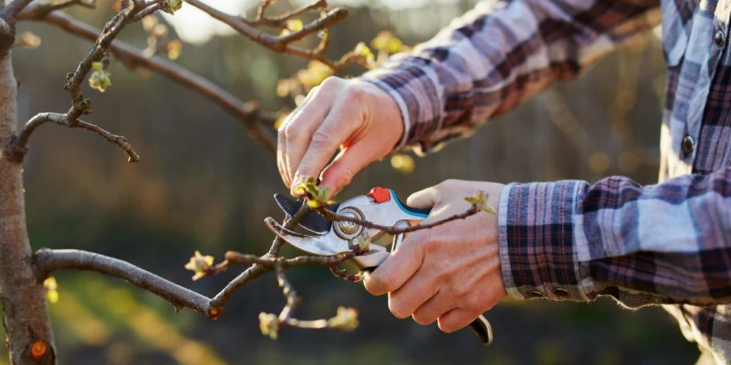 “Last Chance” to Prune These Flowers for a Blooming Result