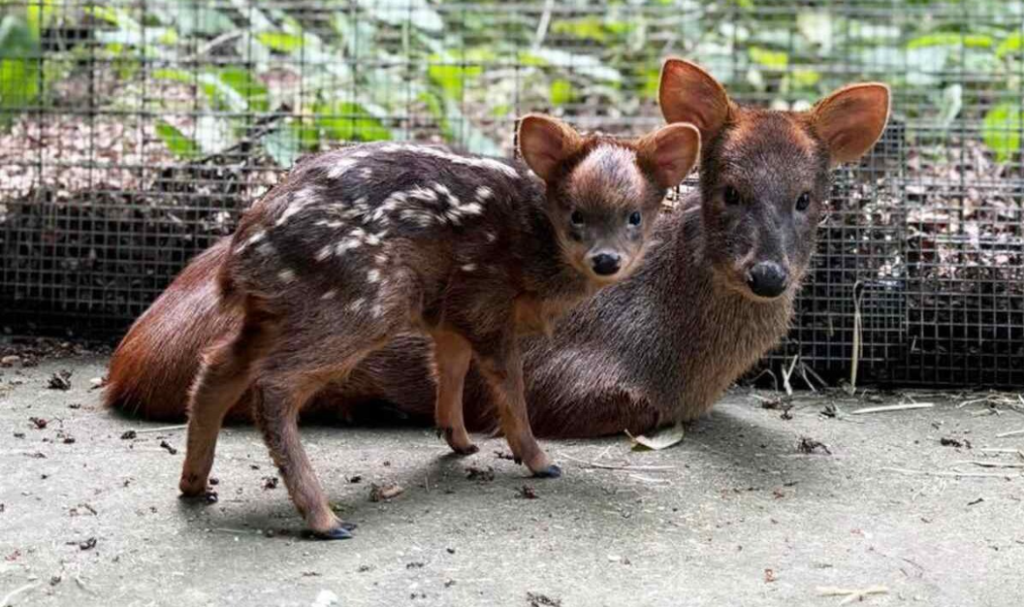 Zoo Welcomes Tiny Deer Fawn the Size of a Bread Loaf