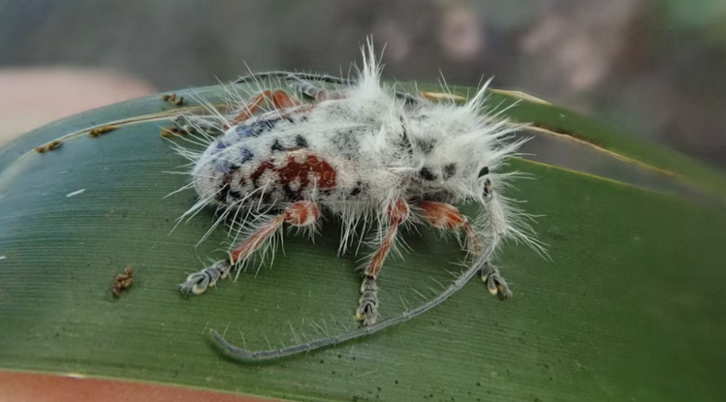 Photo: Newly Discovered Australian Beetle Almost Mistaken for Bird Poo
