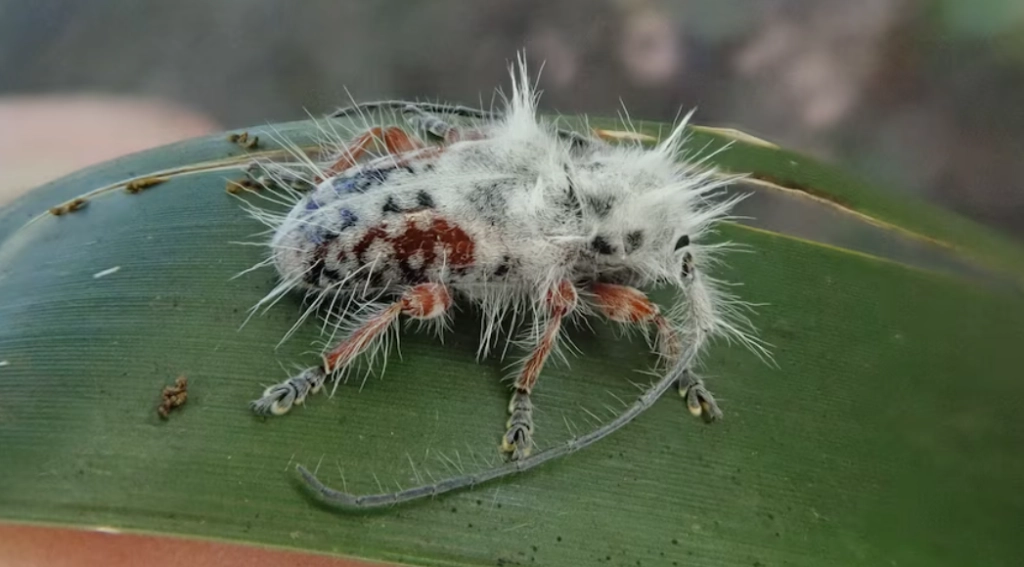 Photo: Newly Discovered Australian Beetle Almost Mistaken for Bird Poo