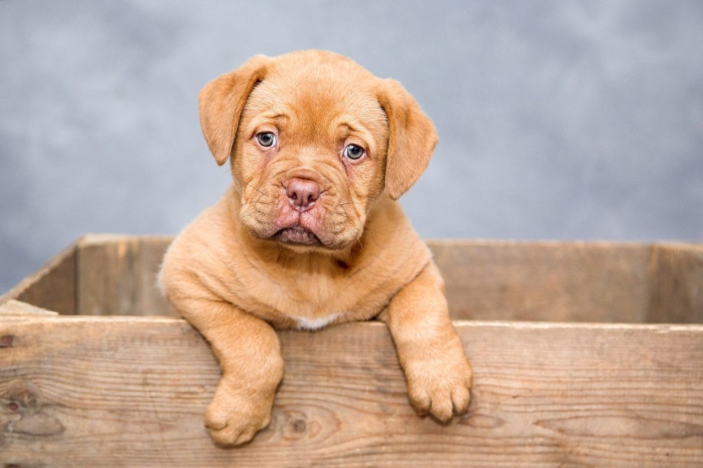 Illegal Puppy Trade Flourishes on Social Media Despite Regulations