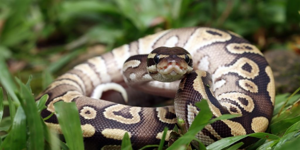Python Devours 45-Year-Old Woman in Indonesia