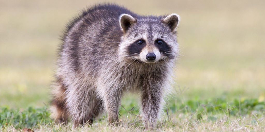 Video: Raccoon Steals Spotlight During MLS Game