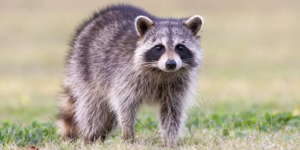 Video: Raccoon Steals Spotlight During MLS Game