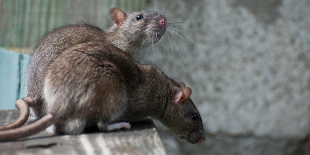 Rising Temperatures Are Fueling a Rat Boom in Cities Worldwide