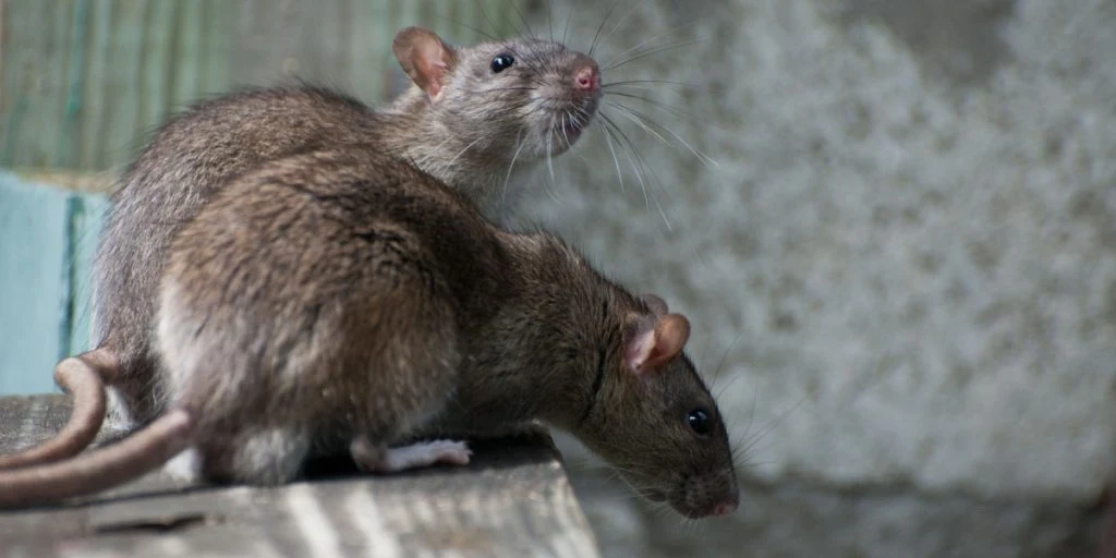 “They’re All High”: Rats Raid Police Evidence, Feast on Marijuana