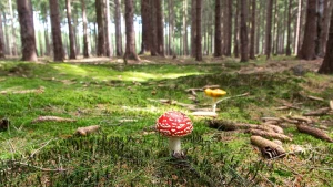 Experts Sound Alarm Over Mushroom Microdosing Trend