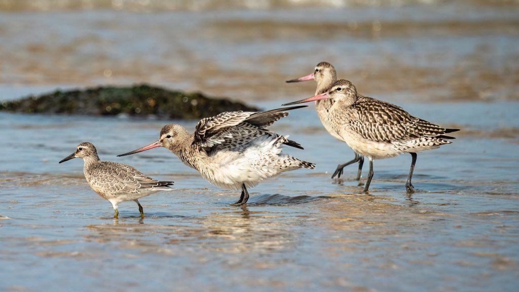 Over 2,500 Birds Rescued After Fuel Spill Released Back Into the Wild