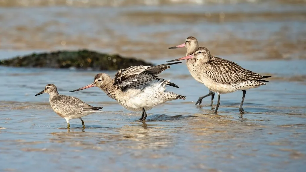 Over 2,500 Birds Rescued After Fuel Spill Released Back Into the Wild