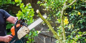 Avoid Pruning These 8 Types of Trees – Especially Type 5, Which Can Suffer Serious Damage