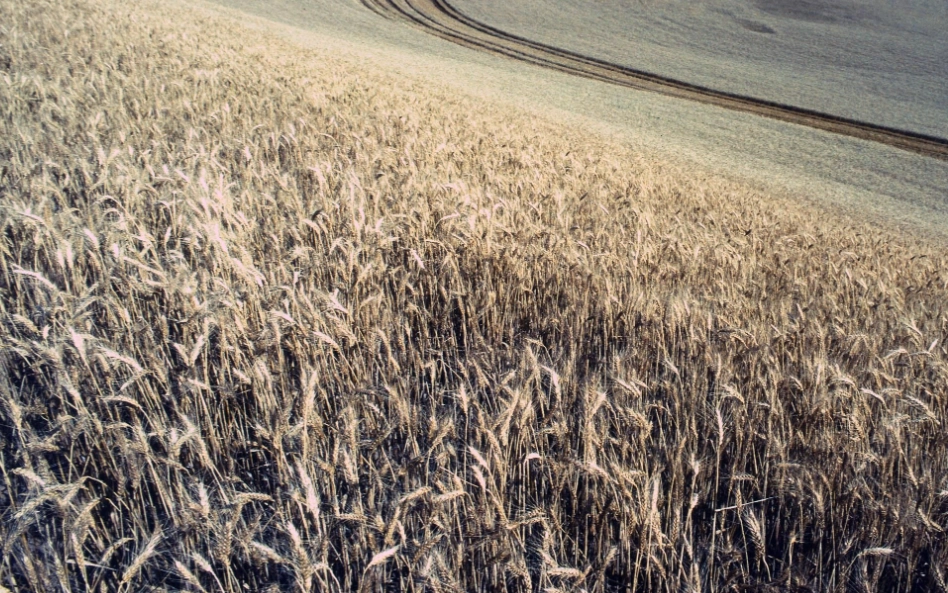 China Rejects Large Wheat Shipment from the U.S. Amid Growing Agricultural Ties with Russia