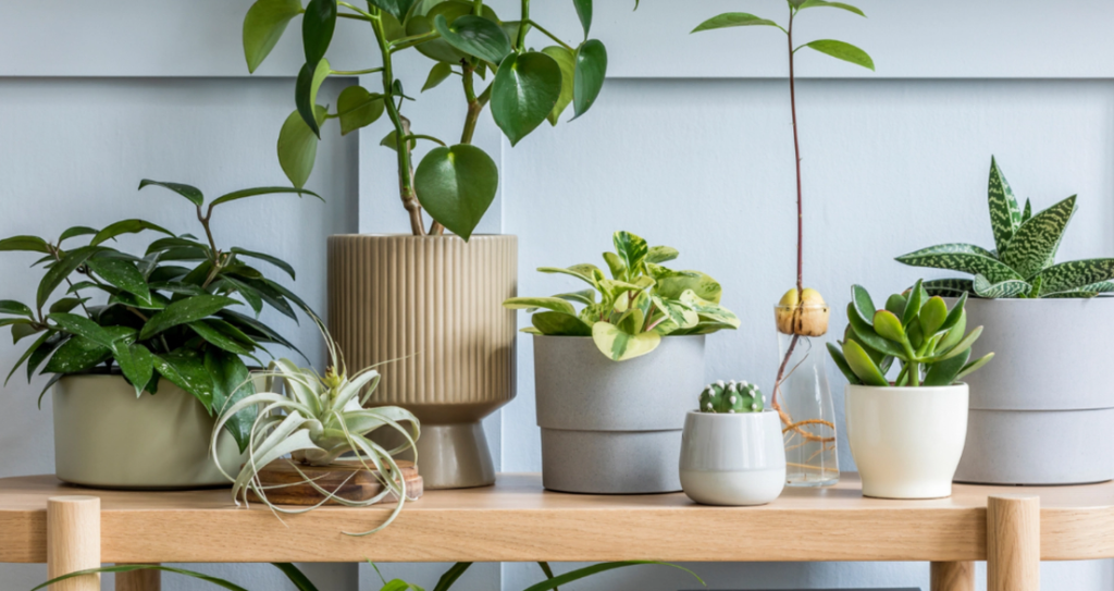 Two Aromatic Plants to Ward Off Bedbugs from Your Home