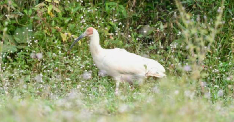 Man Hunts Down and Cooks Endangered Bird to Fight Mom’s Cancer