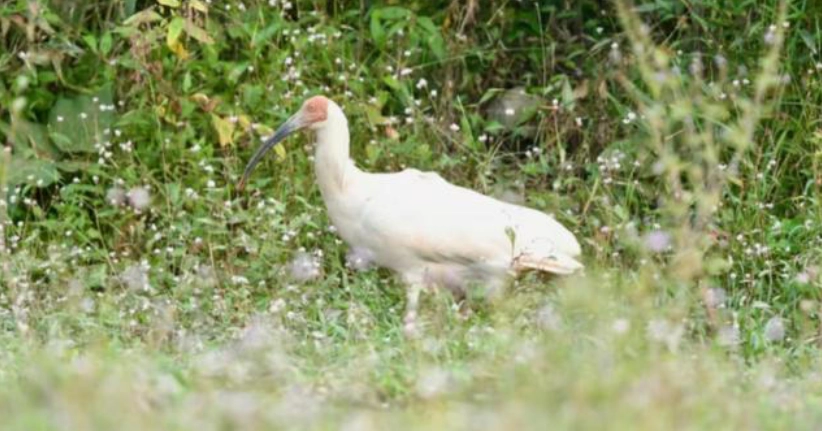 Man Hunts Down and Cooks Endangered Bird to Fight Mom’s Cancer