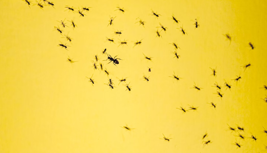 A Simple Spoonful is Enough: The Secret to Keeping Ants Out of Your Garden