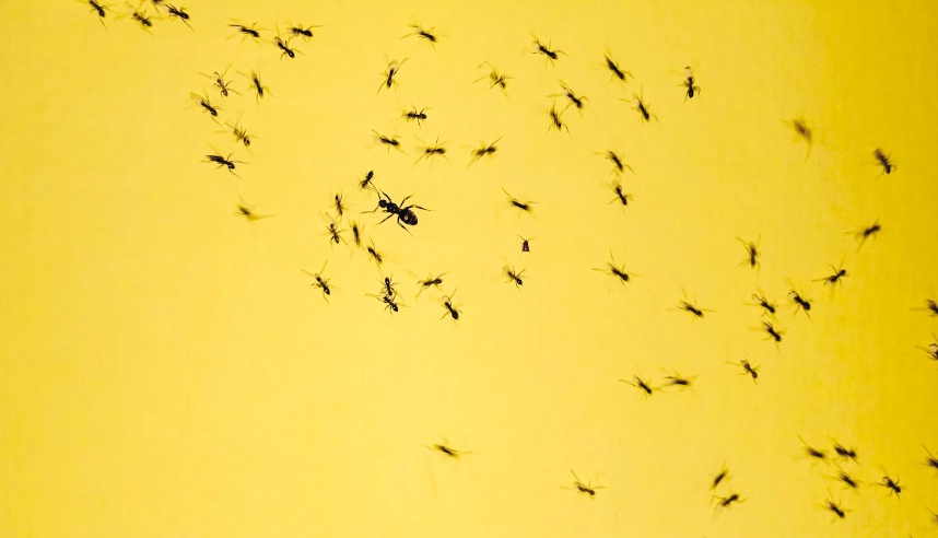 A Simple Spoonful is Enough: The Secret to Keeping Ants Out of Your Garden