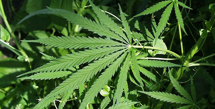 Cannabis Cultivation in Germany: What Can You Do in Your Allotment?