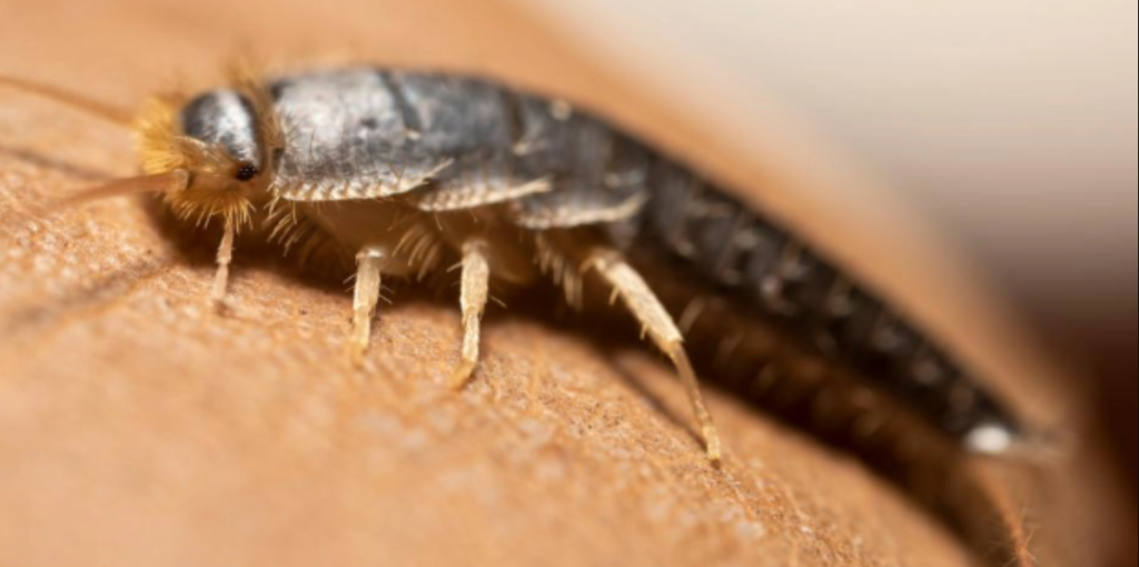 Why Silverfish Might Just Be the Most Misunderstood Houseguests