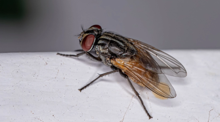 Say Goodbye to Flies: Three Simple Tricks to Keep Them Out of Your Home