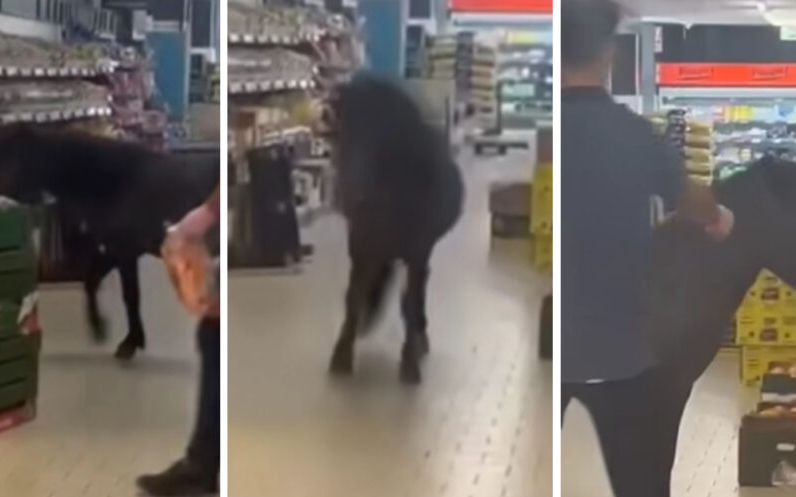 Watch: Pony Surprises Shoppers by Raiding Lidl’s Veggie Section
