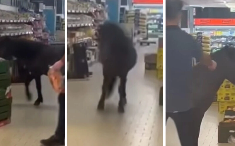 Watch: Pony Surprises Shoppers by Raiding Lidl’s Veggie Section