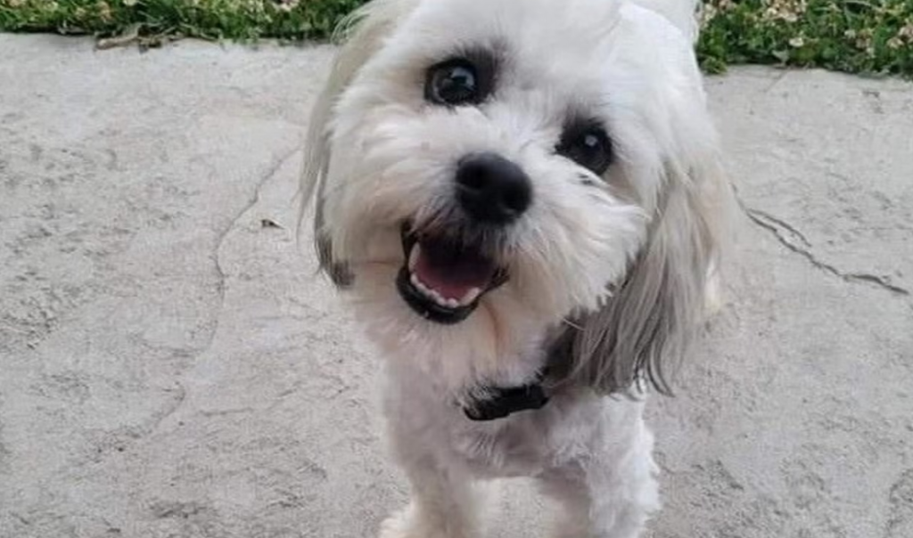 Outrage Erupts After Missouri Police Officer Shoots Blind and Deaf Dog