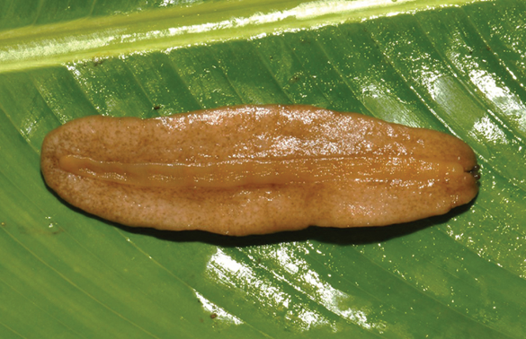 New Discoveries: Researchers Uncover Two New Species of Land Slugs