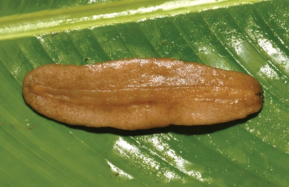 New Discoveries: Researchers Uncover Two New Species of Land Slugs