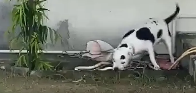 Backyard Drama: Hero Pit Bull Saves Children from King Cobra