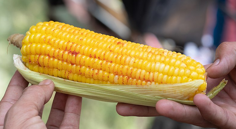 58-Year-Old Woman Ate Only Boiled Corn for a Year: Surprised by High Blood Sugar Levels at Annual Health Check