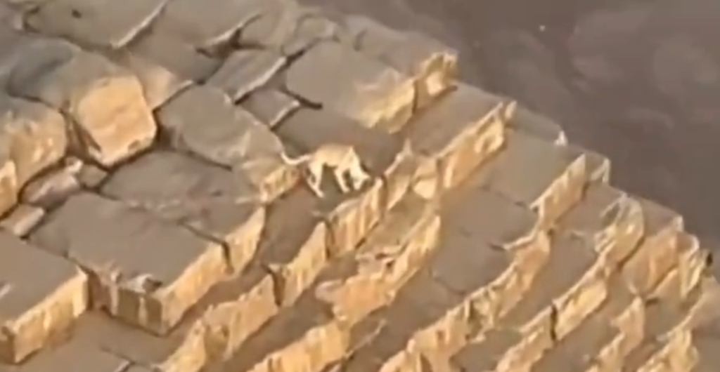 VIDEO: Paraglider Finds Stray Dog atop Egyptian Pyramid