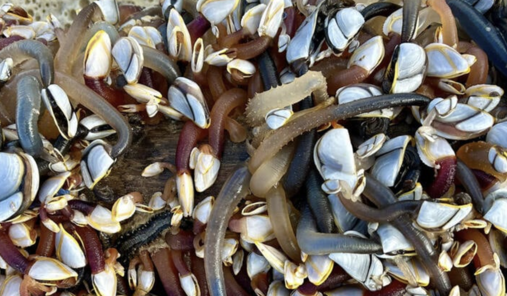 Woman Finds Bizarre Object on Australian Beach: ‘What is this?’
