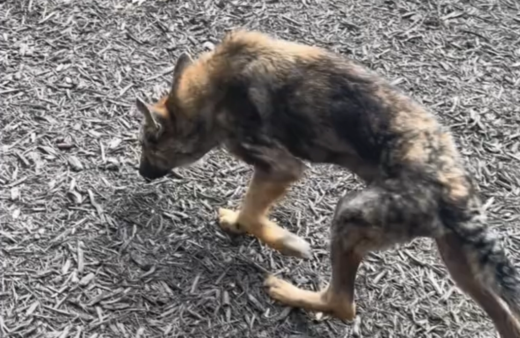 Injured Dog Rescued from Highway Finds Home in South Carolina