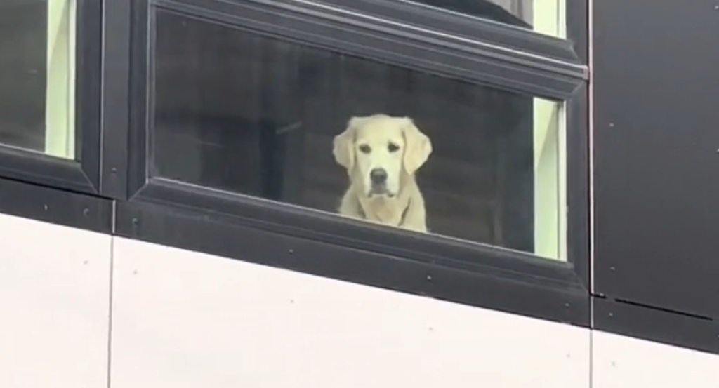 Golden Retriever Looks Longingly Out the Window, and the Reason Is Heartbreaking