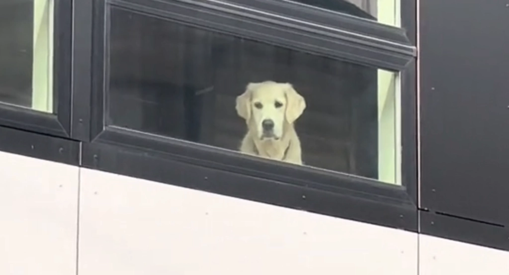 Golden Retriever Looks Longingly Out the Window, and the Reason Is Heartbreaking