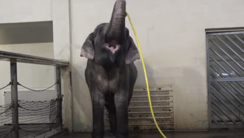 VIDEO: Elephants Surprise Scientists with Self-Showering Skills
