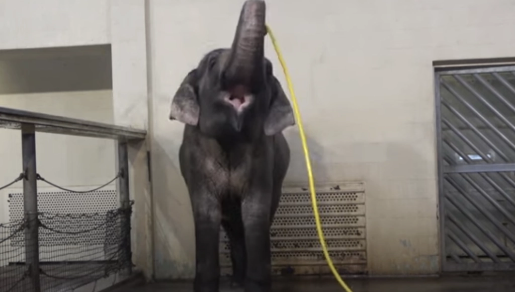 VIDEO: Elephants Surprise Scientists with Self-Showering Skills