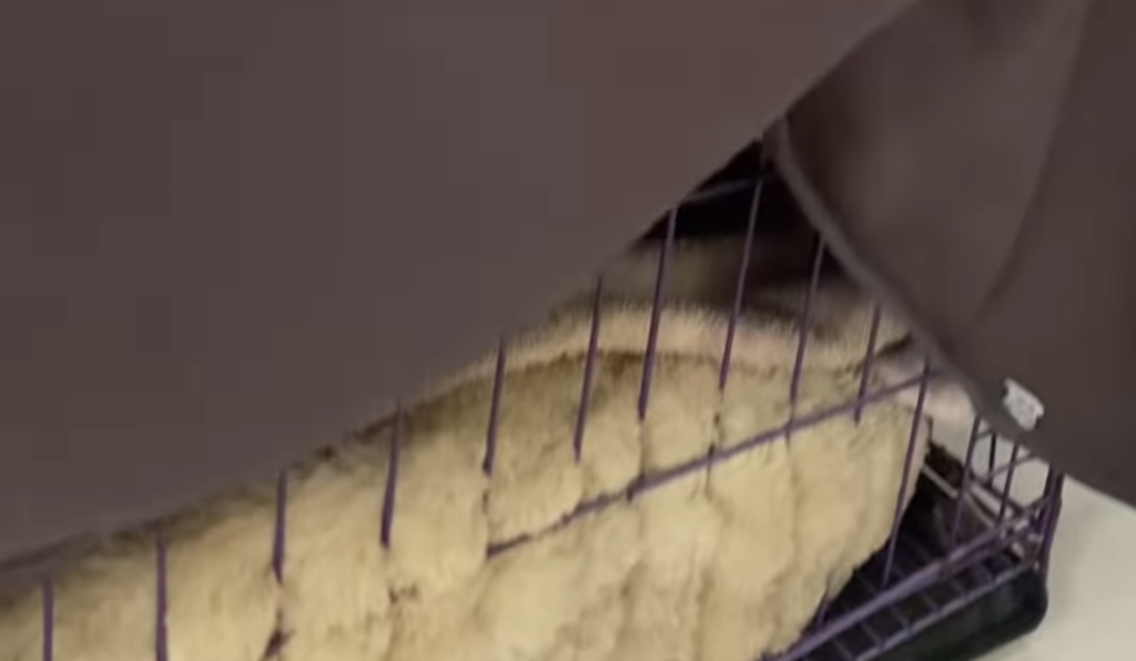 Stray Dog Left in Sewer Dies in Rescuer’s Embrace
