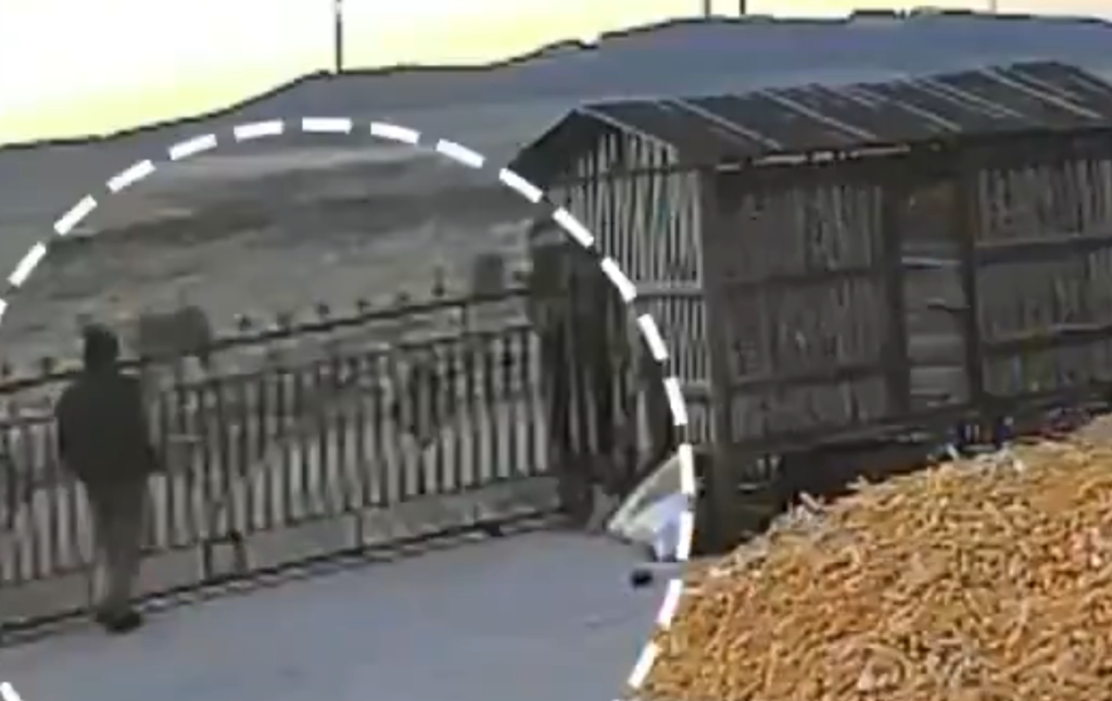 Caught on Camera: Chinese Farmer Barely Evades Siberian Tiger