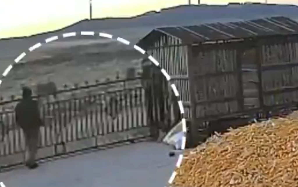 Caught on Camera: Chinese Farmer Barely Evades Siberian Tiger