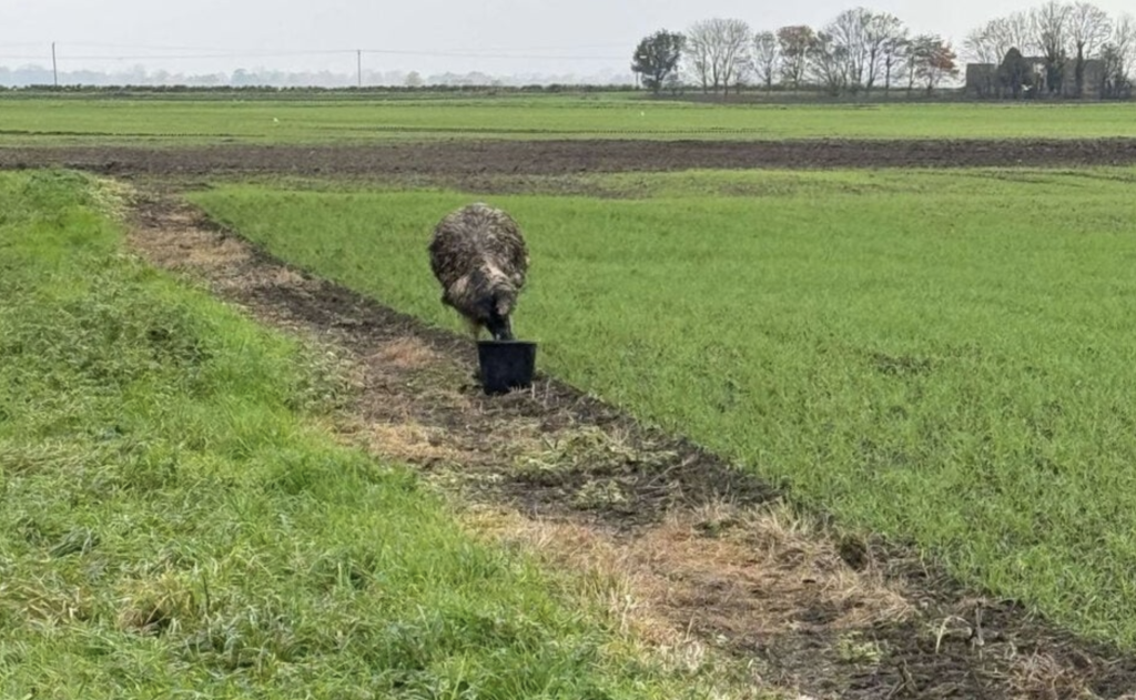Emu on the Loose: Police and Rescuers Struggle to Capture Escaped Bird