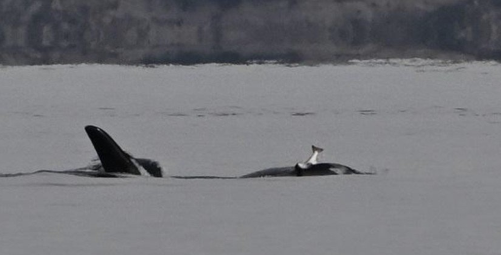 Strange Trend Returns After 40 Years:  Orcas Are Wearing Salmon “Hats”